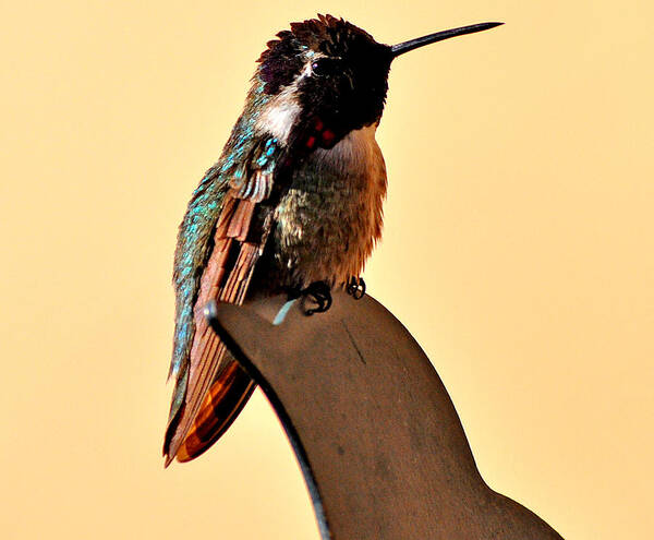 Hummingbird Art Print featuring the photograph Juvenile Rufus Hummingbird Sitting It Out by Jay Milo