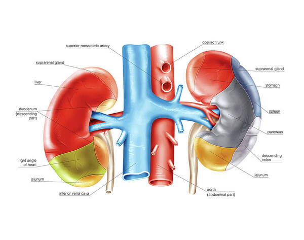 Kidney Art Print featuring the photograph Kidney And Adjacent Organs by Asklepios Medical Atlas