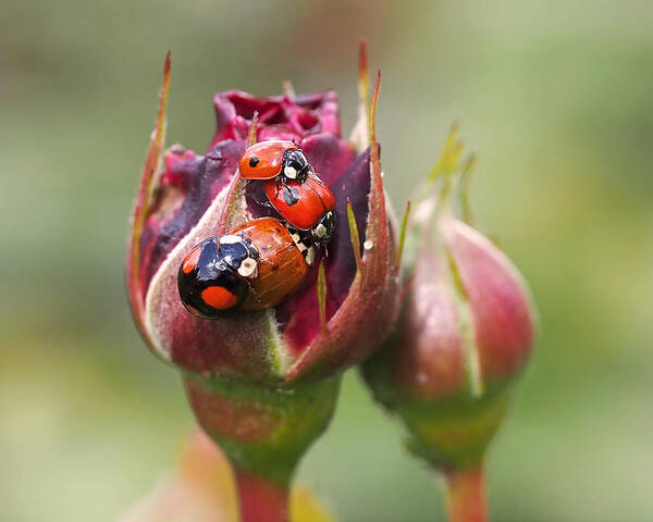 Ladybug Art Print featuring the photograph Ladybug Foursome by Rona Black