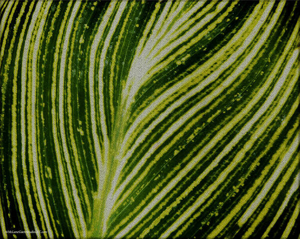 Flora Art Print featuring the photograph Leaf Lines by LeeAnn McLaneGoetz McLaneGoetzStudioLLCcom
