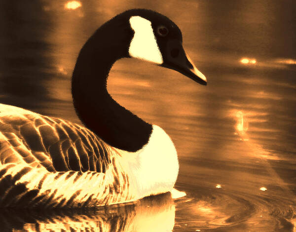 Canadian Goose Art Print featuring the photograph Lila Goose the Pond Queen Sepia by Lesa Fine