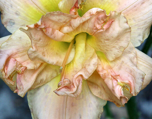 Lily Art Print featuring the photograph Lily 2 by M Kathleen Warren