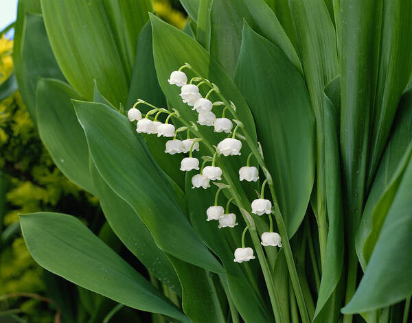 Two Objects Art Print featuring the photograph Lily-of-the-Valley by Akira Kaede