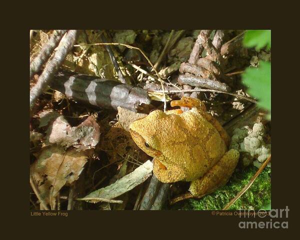 Frog Art Print featuring the photograph Little Yellow Frog by Patricia Overmoyer