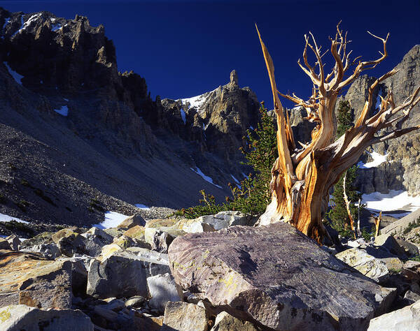 National Park Art Print featuring the photograph Loner by Ray Mathis