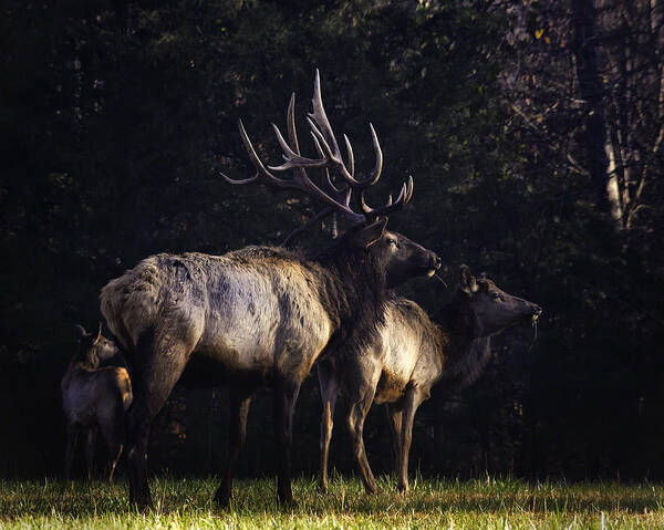 Elk Art Print featuring the photograph Looking for Intruders by Michael Dougherty