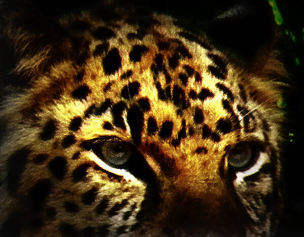 Jaguar Art Print featuring the photograph Looking for Prey by Amanda Eberly