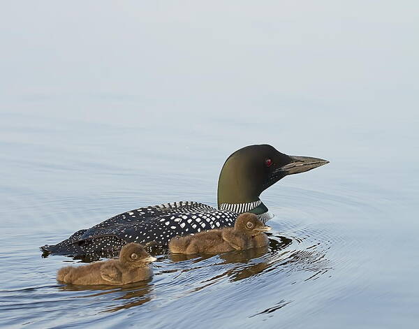 Common Loon Art Print featuring the photograph Loon Chicks Cruising with Mom by John Vose