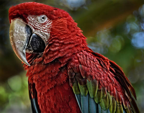 Macaw Art Print featuring the photograph Macaw Portrait by Maggy Marsh