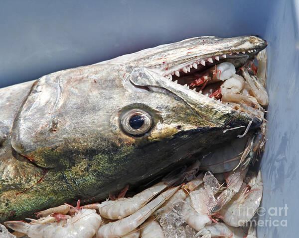 Marckerel Fish Photography Art Print featuring the photograph Fishing in Louisiana by Luana K Perez