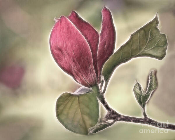 Magnolia Art Print featuring the photograph Magnolia Glow by Susan Candelario