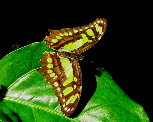 Nature Art Print featuring the photograph Malachite Butterfly by Judy Wanamaker