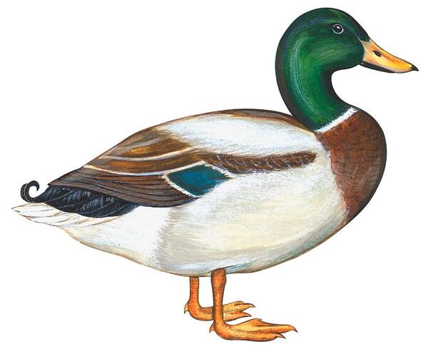 No People; Horizontal; Side View; Full Length; White Background; One Animal; Wildlife; Close Up; Zoology; Illustration And Painting; Bird; Beak; Feather; Web; Animal Pattern; Colorful; Mallard Duck; Anas Platyrhynchos Art Print featuring the painting Mallard duck by Anonymous