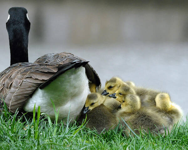 Landscapes Art Print featuring the photograph Mama and Goslings by Lisa Phillips