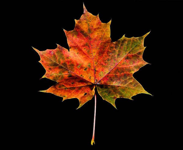 Fall Art Print featuring the photograph Maple leaf by Kenneth Moelgaard