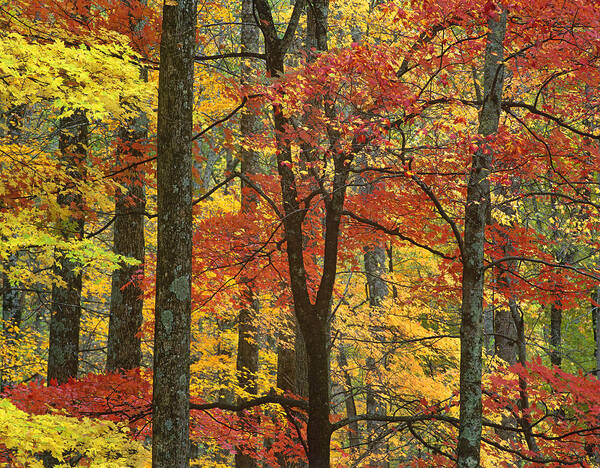 00175842 Art Print featuring the photograph Maple Trees In Autumn Smoky Mts by Tim Fitzharris