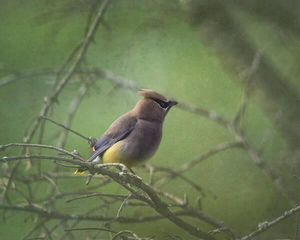 Cedar Waxwing Art Print featuring the photograph Masked Beauty by Sue Capuano