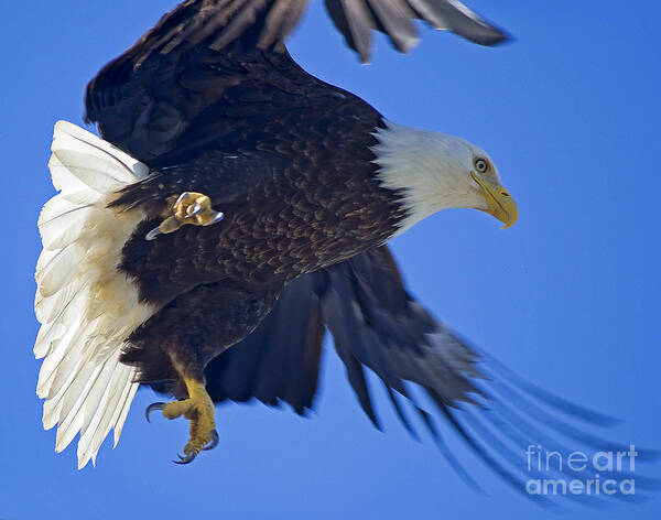 Alaska Art Print featuring the photograph Master Of The Sky by Nick Boren