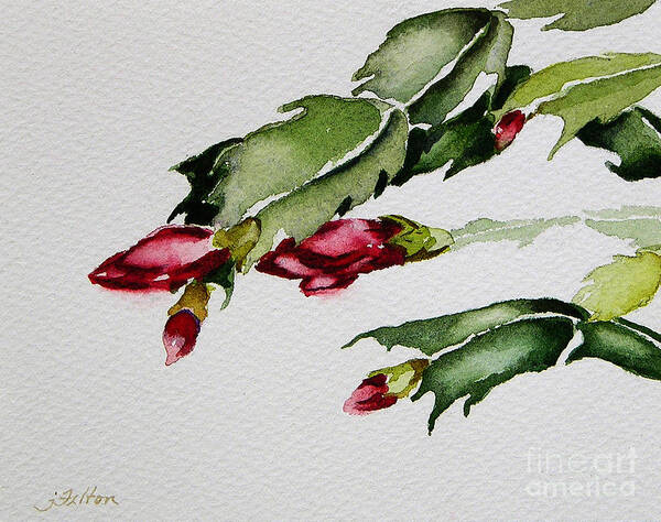 Art Art Print featuring the painting Merry Christmas Cactus 2013 by Julianne Felton