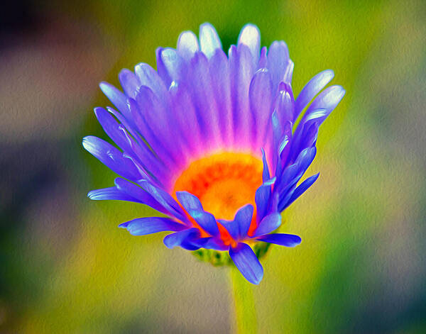 Pollen Art Print featuring the photograph Mojave Aster by Joe Schofield