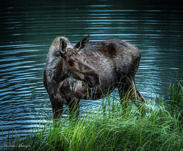 Moose Art Print featuring the photograph Moose In the Water by Andrew Matwijec