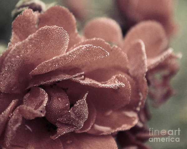 Landscape Art Print featuring the photograph Morning Rose by Melissa Petrey