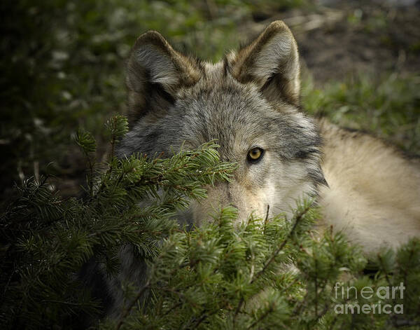 Wolf Art Print featuring the photograph Motionless by Wildlife Fine Art