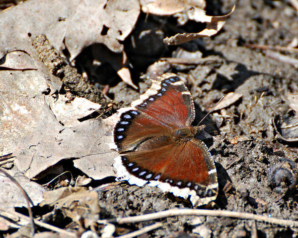 Mourning Cloak Butterfly Print Art Print featuring the photograph Mourning Cloak Butterfly by Lila Fisher-Wenzel