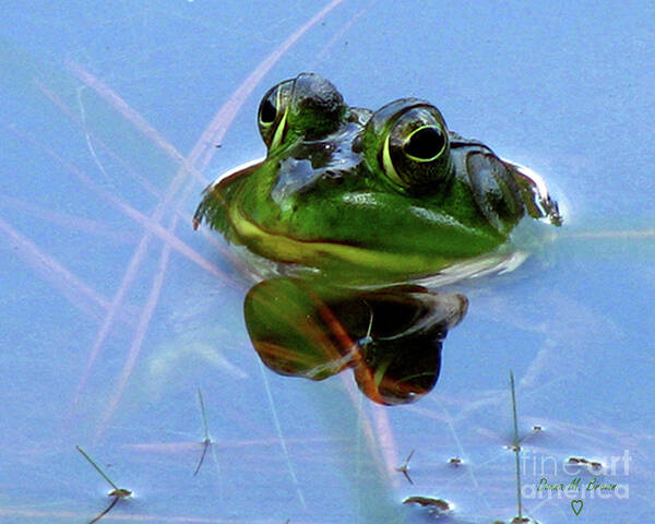 Frog Art Print featuring the photograph Mr. Frog by Donna Brown