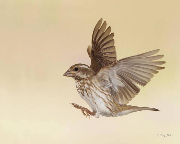 Nature Art Print featuring the photograph Ms P Finch by Gerry Sibell