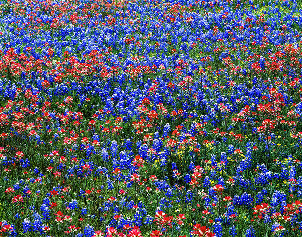 Scenics Art Print featuring the photograph Multicololored Wildflowers, Red Indian by Dszc