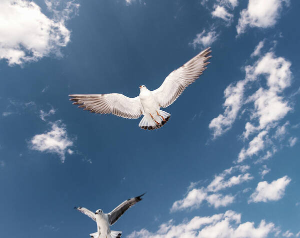 Animal Themes Art Print featuring the photograph Myanmar, Inle Lake, Seagulls Inflight by Martin Puddy