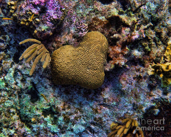 Coral Art Print featuring the photograph Natural Heart by Peggy Hughes
