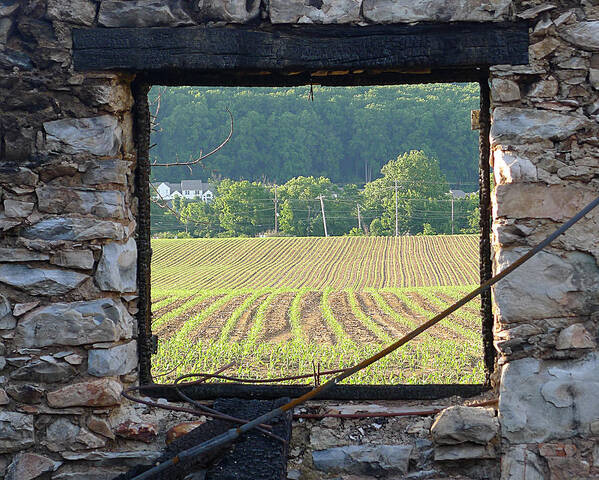 Richard Reeve Art Print featuring the photograph New Life Through the Window by Richard Reeve