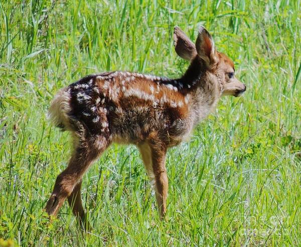 Fawn Art Print featuring the photograph Newborn Fawn by Michele Penner
