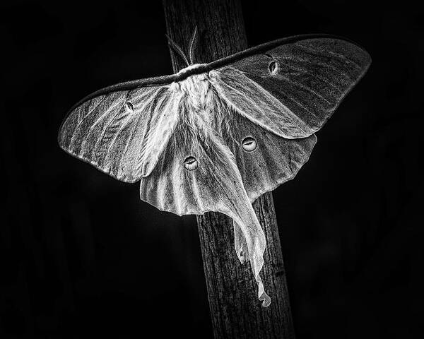 Luna Moth Art Print featuring the photograph Nightlife by Sue Capuano