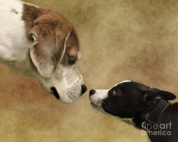 Dog Art Print featuring the photograph Nose To Nose Dogs by Linsey Williams