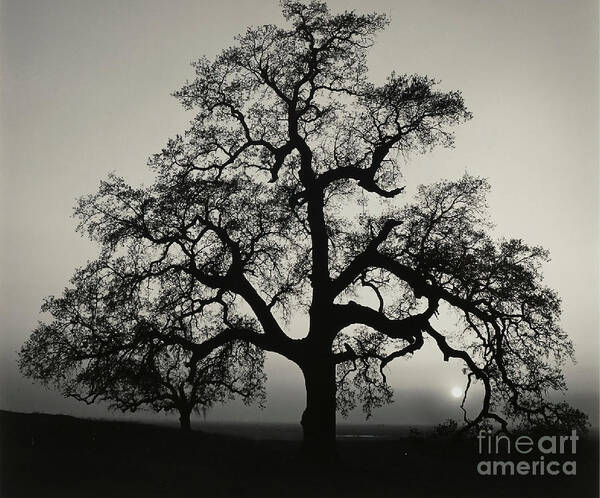 Black And White Art Print featuring the photograph Oak Tree Sunset near Sacramento by Ansel Adams
