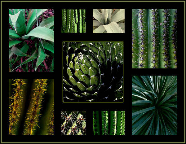 Cactus Art Print featuring the photograph Oh My Cacti by Marlene Burns