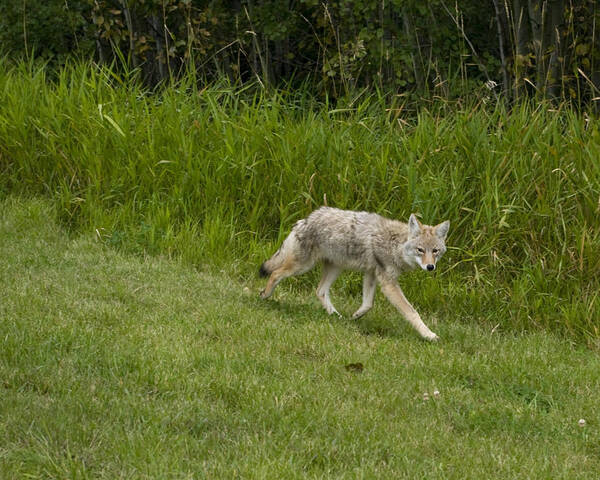 Coyote Art Print featuring the photograph On Its Own by Rhonda McDougall