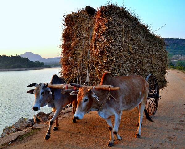 Working Animal Art Print featuring the photograph On The Way Back by My Image