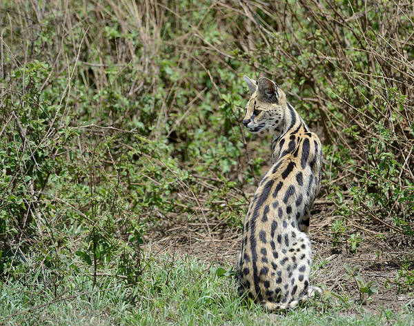 Serval Art Print featuring the photograph Over theShoulder by Ian Ashbaugh