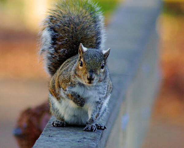 Squirrel Art Print featuring the photograph Park Squirrel I by Daniel Woodrum