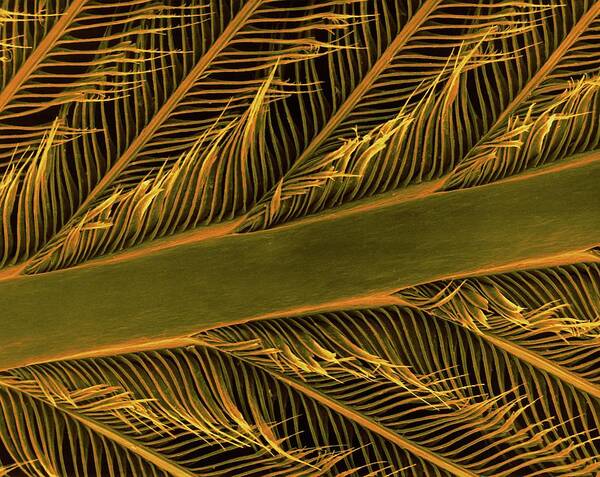 Parrot Art Print featuring the photograph Parrot Feather Rachis by Dennis Kunkel Microscopy/science Photo Library