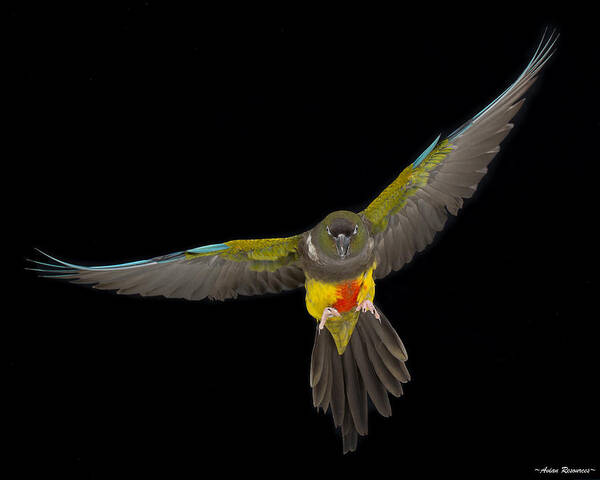 Parrot Art Print featuring the photograph Patagonian Conure in Flight 1 by Avian Resources