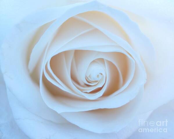 Roses Art Print featuring the photograph Peace Within by Kerri Mortenson