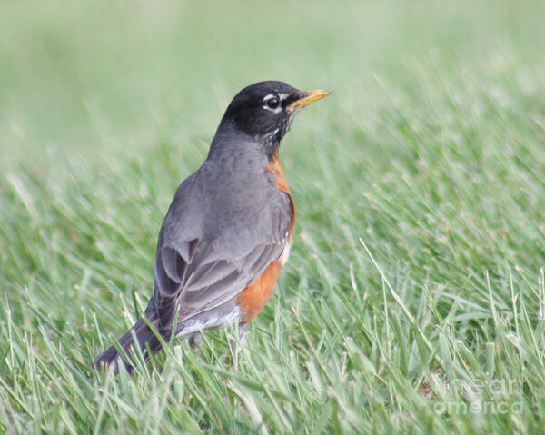 Christian Art Print featuring the photograph Peaceful Robin by Anita Oakley