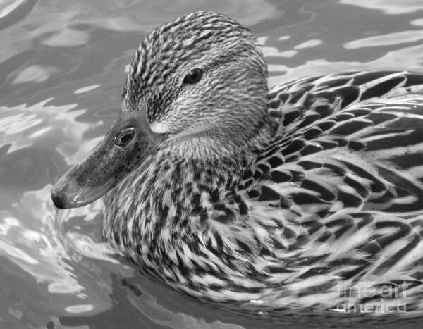 Peaceful Swim At The Tidal Basin Art Print featuring the photograph Peaceful Swim At The Tidal Basin by Emmy Vickers