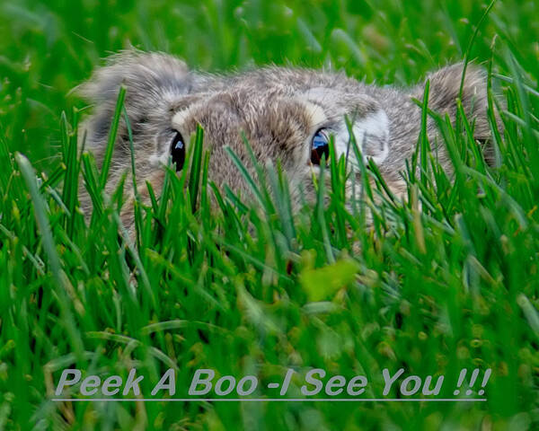 Rabbits Art Print featuring the photograph Peek A Boo I See You by Ernest Echols