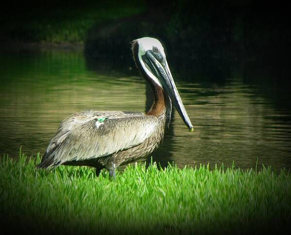 Pelican Art Print featuring the photograph Pelicans are Free by MTBobbins Photography